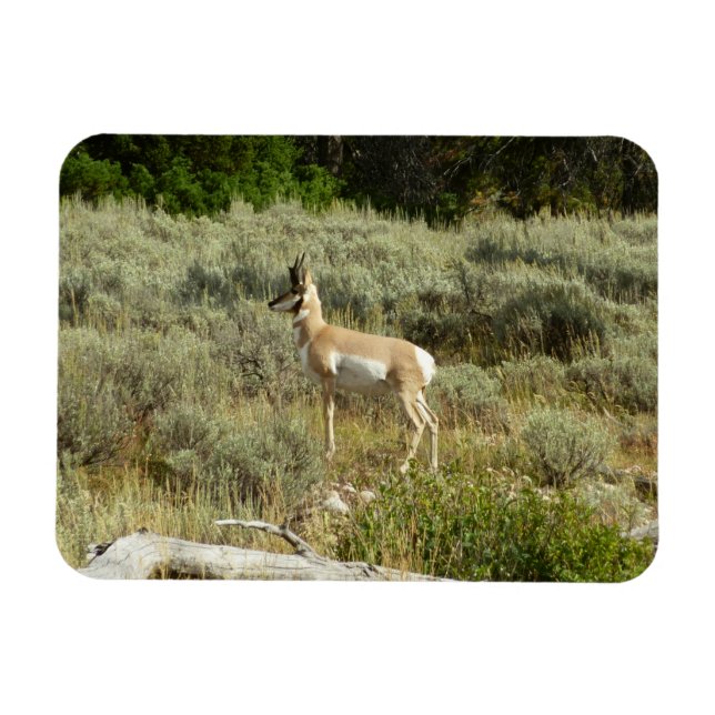 Magnet Flexible Pronghorn au Parc national de Grand Teton (Horizontal)
