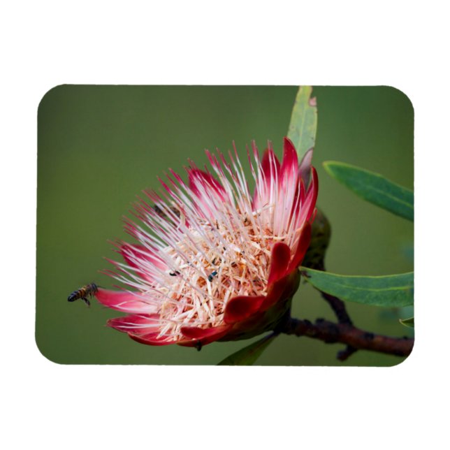 Magnet Flexible Protea Dracomontana (Drakensberg Sugarbush) (Horizontal)