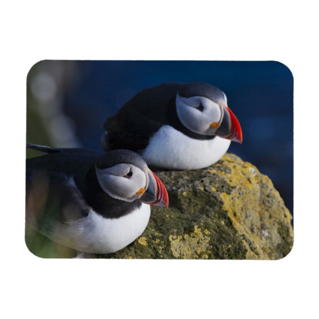 Magnet Flexible Puffin atlantique (Fratercula arctica) 7 (Horizontal)