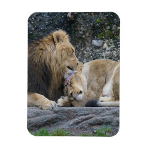Magnet Flexible Puissant amour Lion