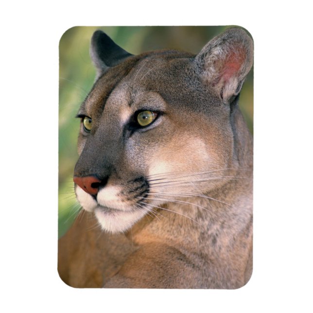 Magnet Flexible Puma, Californie (Vertical)