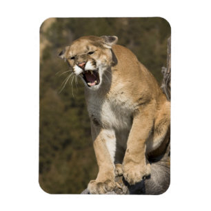 Magnet Flexible Puma ou lion de montagne, puma concolor, En captiv