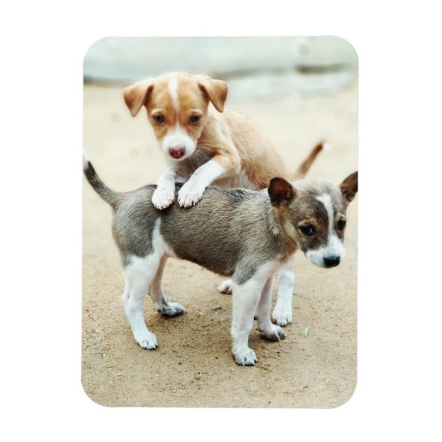 Magnet Flexible Puppies mignonnes jouer sur la plage (Vertical)