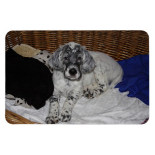Magnet Flexible Puppy de Setter