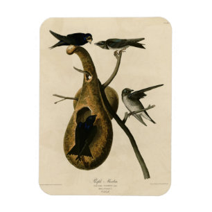 Magnet Flexible Purple Martin de Audubon's Birds of America