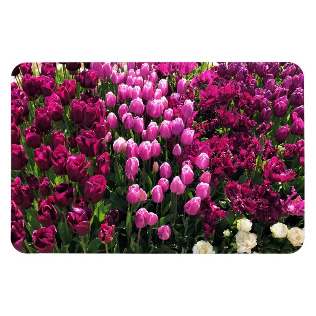 Magnet Flexible Purple Tulips (Horizontal)