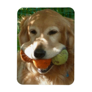 Magnet Flexible Puzzle Chien Retriever doré & Balles de Tennis