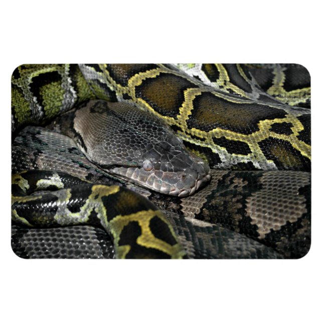 Magnet Flexible Python molurus bivittatus (Horizontal)