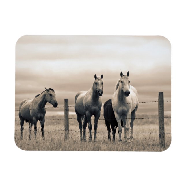 Magnet Flexible Quart De Chevaux Sur Les Prairies Canadiennes (Horizontal)