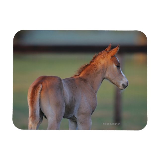 Magnet Flexible Quart Horse Foin (Horizontal)