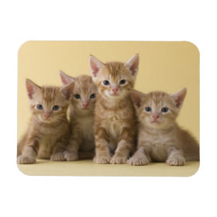 Magnet Flexible Quatre chatons de Shorthair d'Américain
