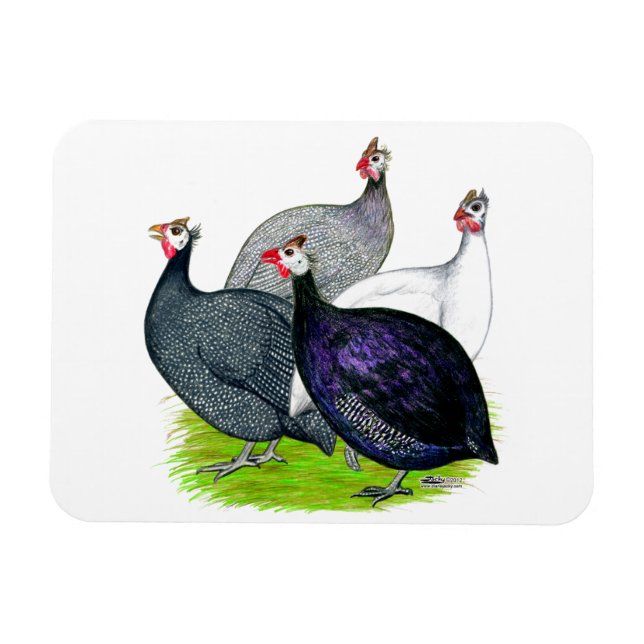 Magnet Flexible Quatre Guineas (Horizontal)