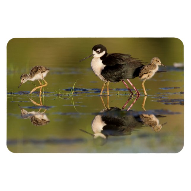 Magnet Flexible Quels poussins mignons  (Horizontal)