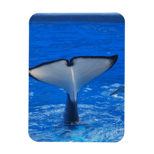 Magnet Flexible Queue d'un aimant Premium pour baleine (Vertical)
