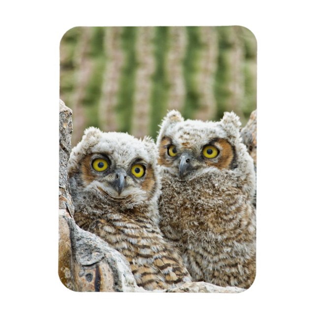 Magnet Flexible Qui est là, Pair of Owl's (Vertical)