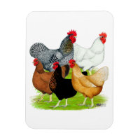 Quintette de poulet liée au sexe
