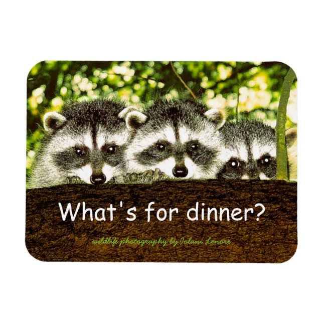 Magnet Flexible Qu'y a-t-il pour le dîner ? Aimant frigo raccoon. (Horizontal)