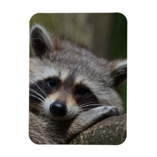 Magnet Flexible Raccoon