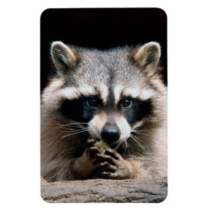 Magnet Flexible Raccoon 004