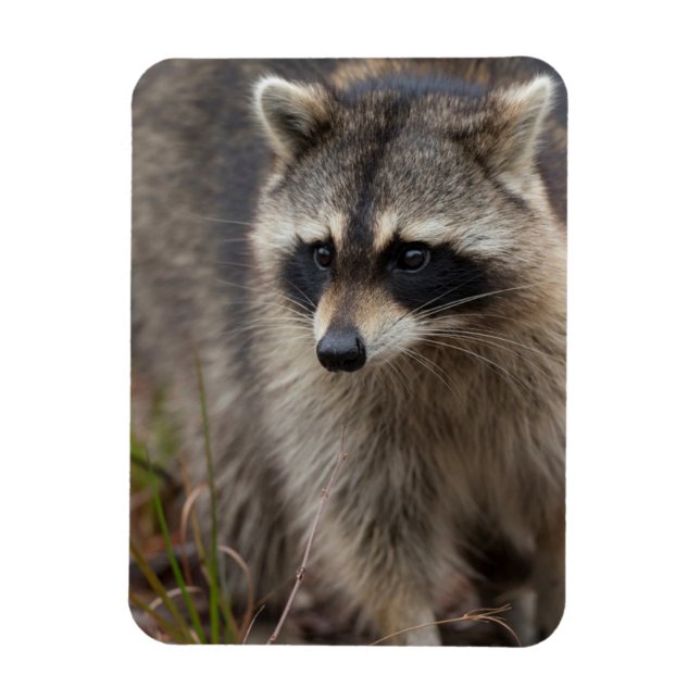 Magnet Flexible Raccoon, Lotor Procyon, Floride (Vertical)