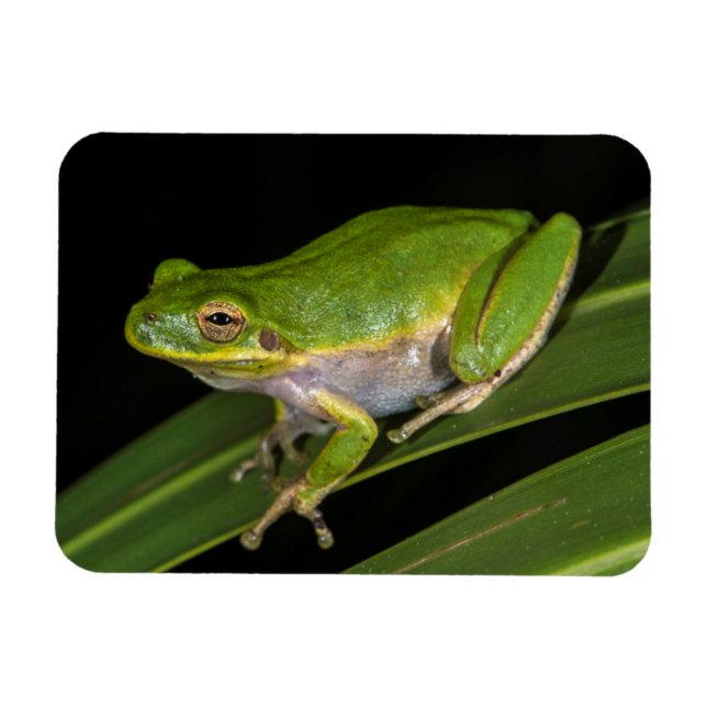 Magnet Flexible Rainette verte (Hyla cinerea) 2 (Horizontal)