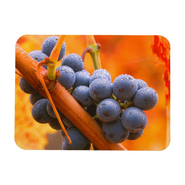 Magnet Flexible Raisin de vigne dans le vignoble (Horizontal)