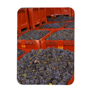 Magnet Flexible Raisins de Gamay fraîchement cueillis à la