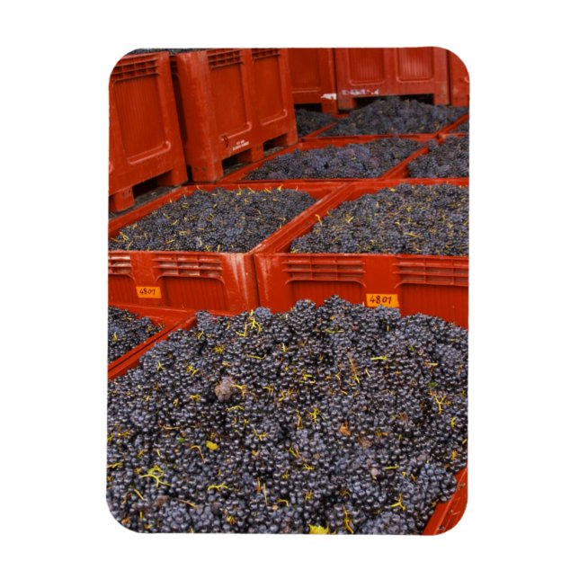 Magnet Flexible Raisins de Gamay fraîchement cueillis à la (Vertical)