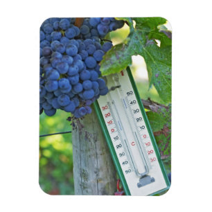 Magnet Flexible Raisins de Merlot au Château la Grave Figeac, un