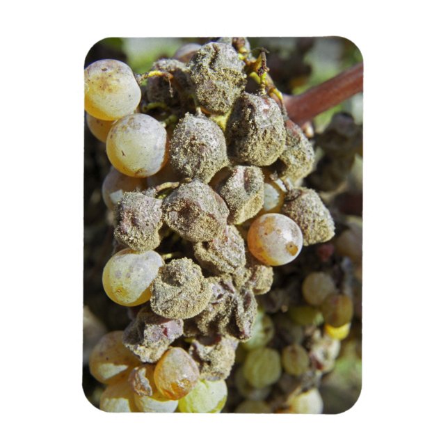 Magnet Flexible Raisins de Sémillon avec pourriture noble. au mome (Vertical)