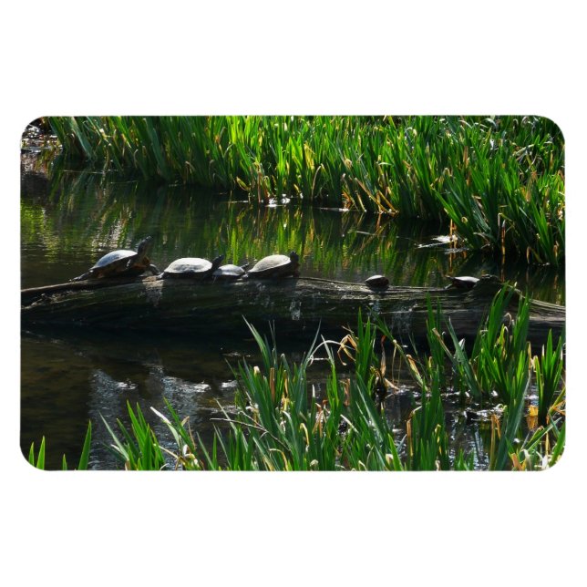 Magnet Flexible Rangée de tortues photo de la nature verte (Horizontal)