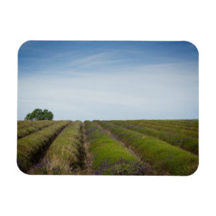 Magnet Flexible Rangées de lavande après aimant de rectangle de