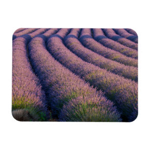 Magnet Flexible Rangées de lavande en Provence