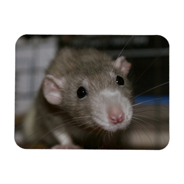 Magnet Flexible Rat curieux (Horizontal)