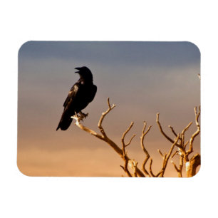 Magnet Flexible Raven sur les branches d'arbre ensoleillées,