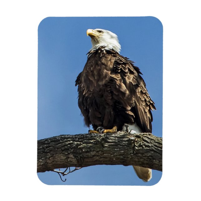 Magnet Flexible Recherche (Vertical)