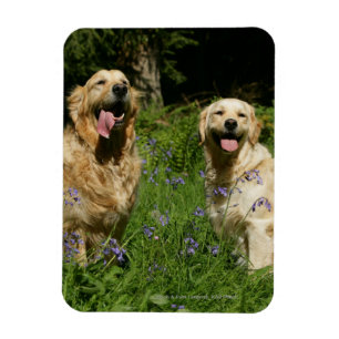 Magnet Flexible Récipiendaires en or en herbe