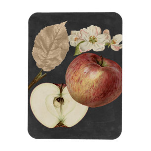 Magnet Flexible Récolte de minuit II