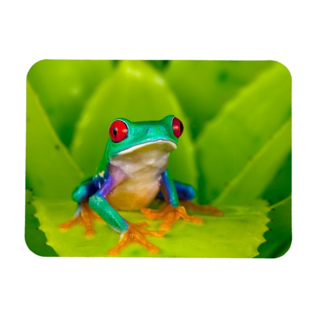 Magnet Flexible Red-eyed tree frog, Costa Rica (Horizontal)
