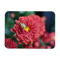 Red Flower Nature Photography Beetle Insect Bug