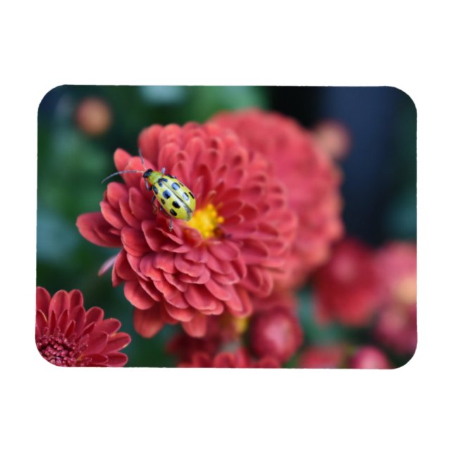 Magnet Flexible Red Flower Nature Photography Beetle Insect Bug (Horizontal)