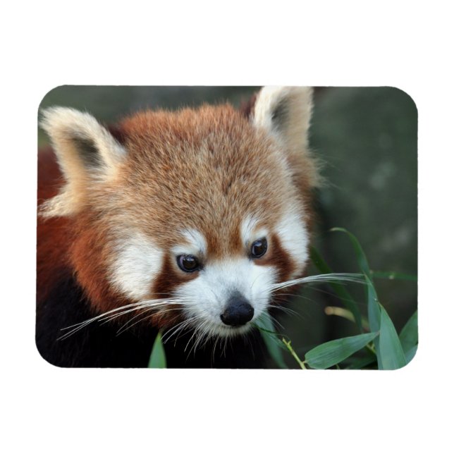 Magnet Flexible Red Panda, Zoo de Taronga, Sydney, Australie (Horizontal)