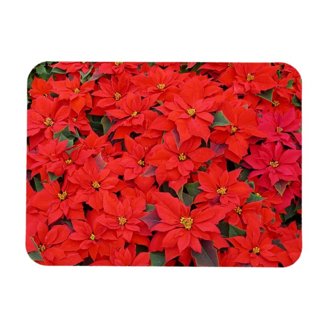 Magnet Flexible Red Poinsettias I Christmas Holiday Floral Photo (Horizontal)