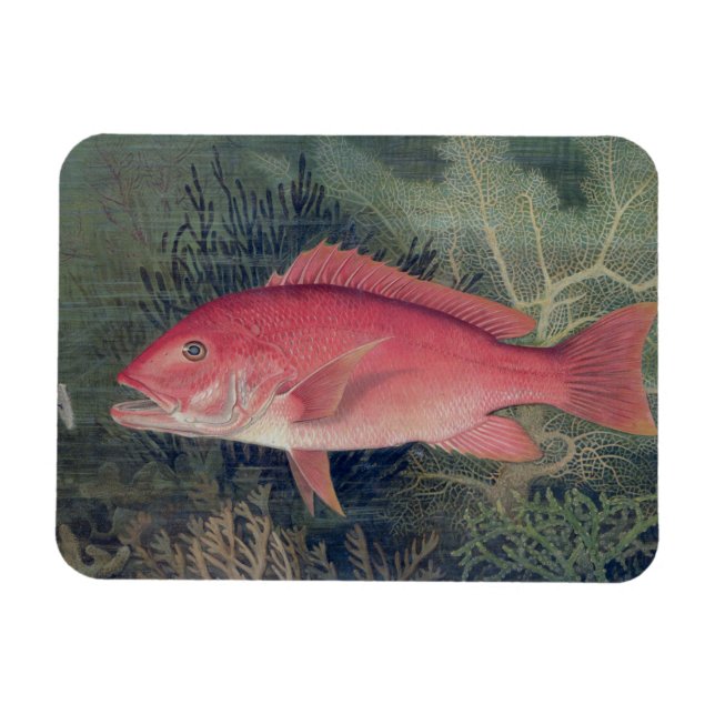 Magnet Flexible Red Snapper, de 'Game Fishes of the United State (Horizontal)