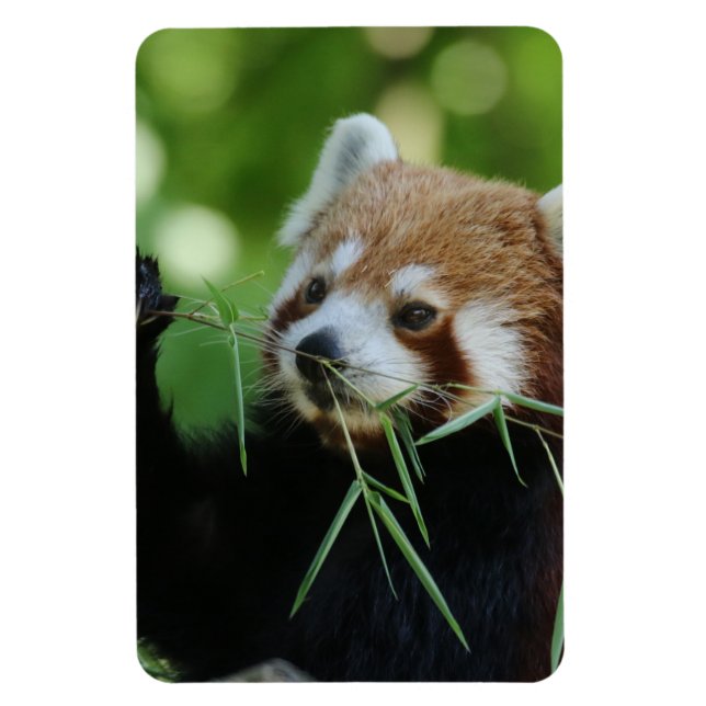 Magnet Flexible RedPanda 002 (Vertical)