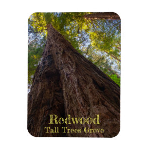Magnet Flexible Redwood National Park Grove Trees