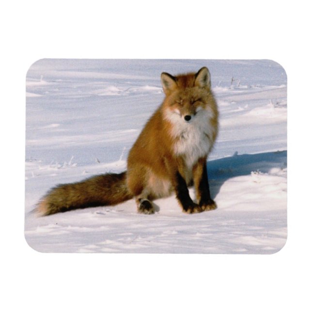Magnet Flexible Réfrigérateur flexible Red Arctic Winter Fox (Horizontal)