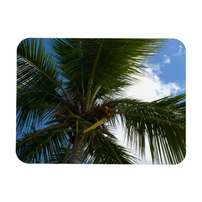 Magnet Flexible Regard sur le palmier à coco Nature tropicale (Horizontal)