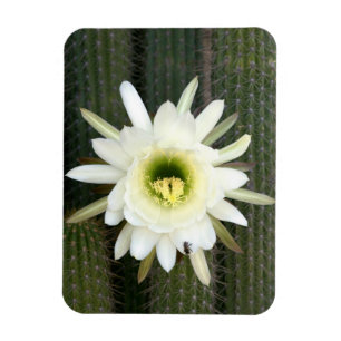 Magnet Flexible Reine de la Fleur de Cactus de Nuit, Région du Kar