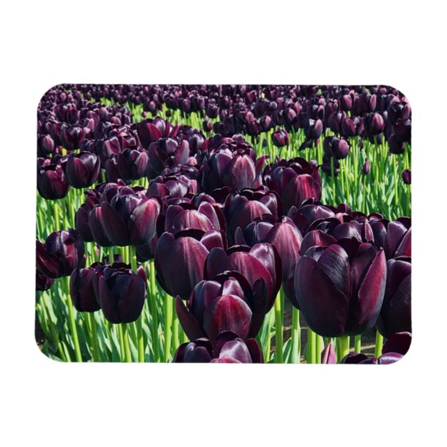 Magnet Flexible Reine des Tulips (Horizontal)